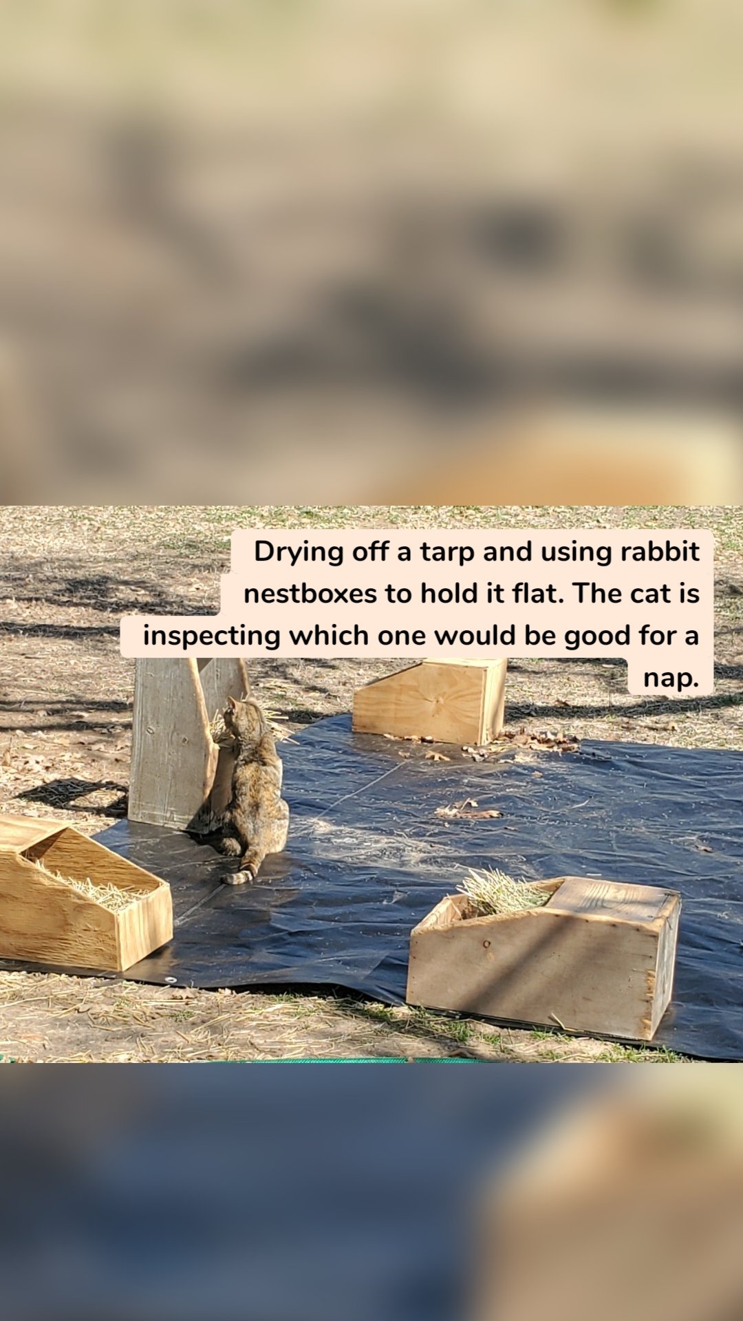 Drying off a tarp and using rabbit nestboxes to hold it flat. The cat is inspecting which one would be good for a nap.